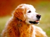 goldenface